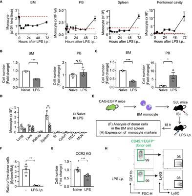 An early regulatory mechanism of hyperinflammation by restricting monocyte contribution